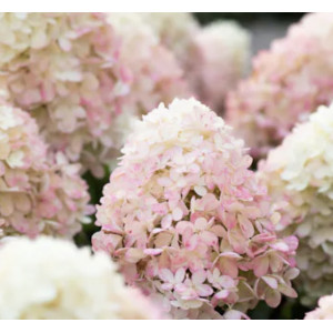 Hortenzija ‘Living Cotton Cream‘