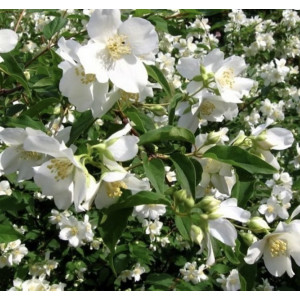Jazminas ‘Mont Blanc’