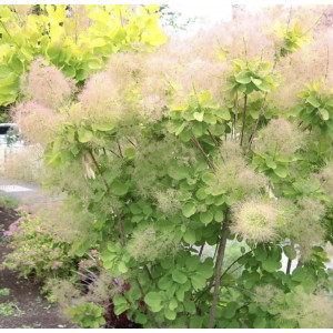 Pūkenis europinis ‘Golden Spirit’