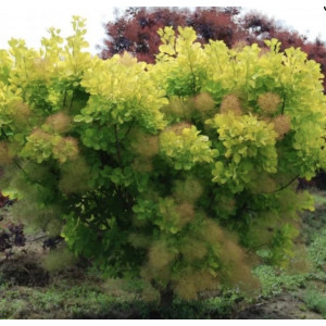 Pūkenis europinis ‘Golden Spirit’
