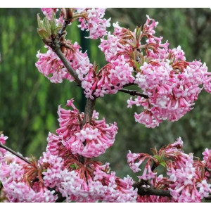 Putinas ‘Charles Lamont’