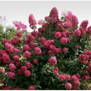 Šluotelinė hortenzija ‘Magical flame’
