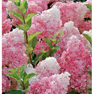 Šluotelinė hortenzija ‘Vanille Fraise’