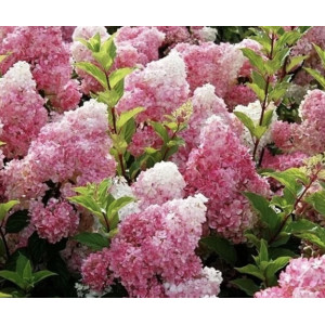 Šluotelinė hortenzija ‘Vanille Fraise’