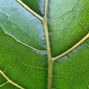 Lyralapis fikusas 100cm