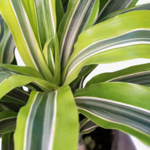 Dracena kvapnioji 'Lemon lime' 60 cm