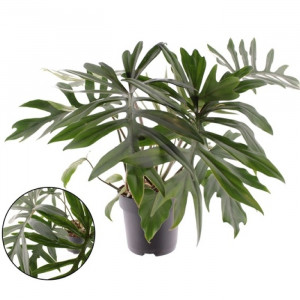 Filodendras Mayoi 65 cm