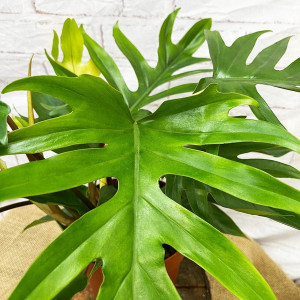 Filodendras Mayoi 65 cm