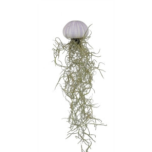 Tilandsija usneoides kriauklėje (ispaninė samana)