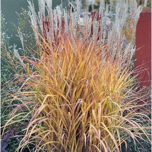 Miskantas ‘Purple Prince’