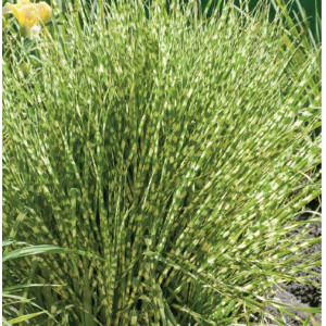 Miskantas kininis ‘Gold Breeze’