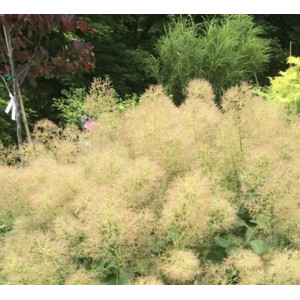 Pūkenis europinis ‘Young Lady’