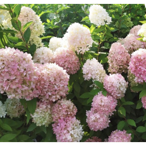 Hortenzija ‘Magical Sweet Summer’