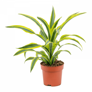Dracena kvapnioji 'Lemon lime' 60 cm
