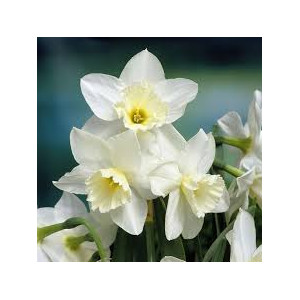 Narcizai daugiažiedžiai ( lot. Narcissus) Tresamble,100 vnt vazone,,