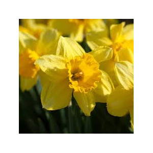 Narcizai ( lot. Narcissus) Carlton, 100 vnt 2026 ruduo