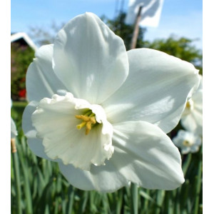 Narcizai daugiažiedžiai ( lot. Narcissus) Stainless, 100 vnt vazone,,