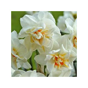 Narcizai  ( lot. Narcissus ) Sir Winston Churchill,  100 vnt 2026 ruduo