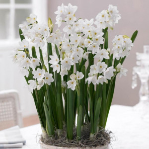 Narcizai daugiažiedžiai ( lot. Narcissus) Paperwhite Zewa, 5 vnt vazone,,