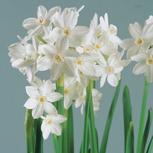 Narcizai daugiažiedžiai ( lot. Narcissus) Paperwhite Zewa, 50 vnt vazone,,