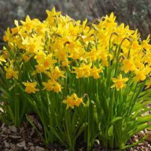 Narcizai ciklameniniai ( lot. Narcissus) Tete a Tete, 500 vnt vazone