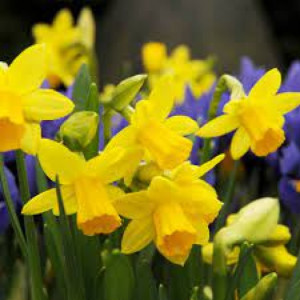 Narcizai ciklameniniai ( lot. Narcissus) Tete a Tete, 500 vnt vazone