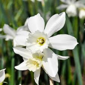 Narcizai ( lot. Narcissus) Thalia,100 vnt vazone.,