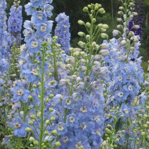 Pentinius ‘Pacific Summer Skies’