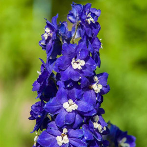 Pentinius ‘Pacific Blue Bird’