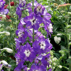 Pentinius ‘Pacific King Arthur’