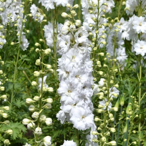 Pentinius ‘Pacific Galahad’