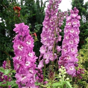Pentinius ‘Pacific Astolat’