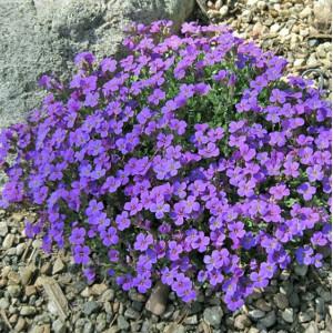 Aubretė ‘Audrey Blue Shades’