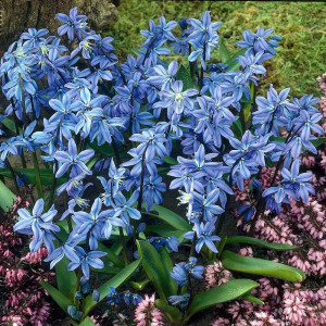 Scylės (lot, Scillia siberica),10 vnt vazone.