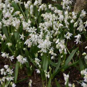 Scylės (lot, Scillia siberica) Alba,10 vnt vazone.