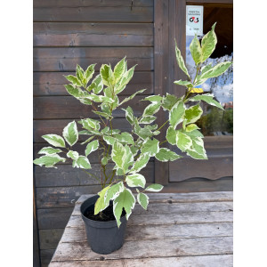 Sedula baltoji 'IVORY HALO'
