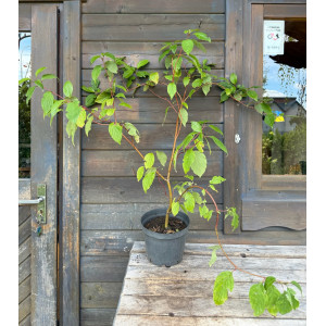 Sedula 'Sibirica' baltoji