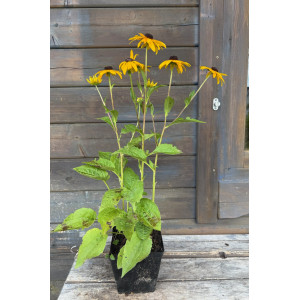 Rudbekija