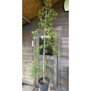 Skroblas paprastasis 'Pendula'