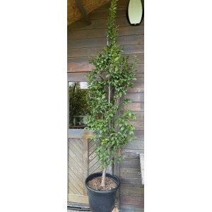 Skroblas paprastasis 'Lucas'