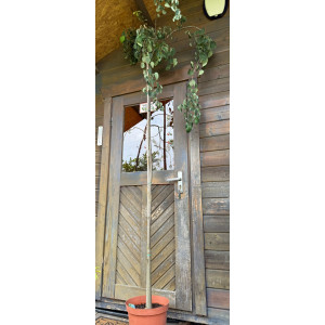 Puošmedis japoninis  'Pendula'