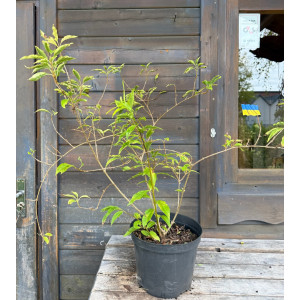 Forsitija žalioji 'Citrus Swizzle'