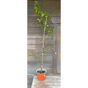 Skroblas paprastasis  'FRANS FONTAINE'