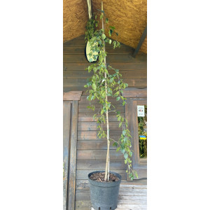 Beržas himalajinis 'LONG TRUNK'