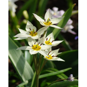 Botaninės tulpės Turkestanica, 500vnt 2026 ruduo