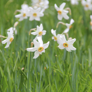 Narcizas Poeticus Recurvus, 5 vnt.