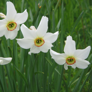 Narcizas Poeticus Recurvus, 5 vnt.
