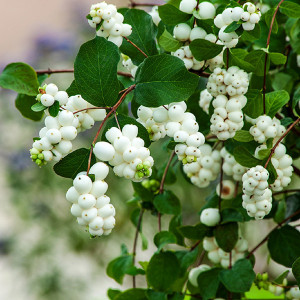 Baltauogė meškytė ‘White Hedge’