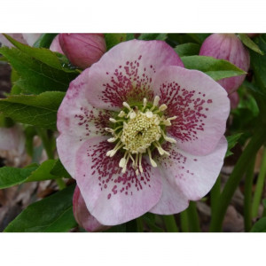 Eleboras Anemone Picotee