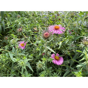 Astrūnas šiurkščialapis 'Violetta'